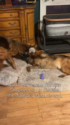 Will she be victorious? My female German Shepherd trying to distract her son and steal his toy while he’s caught up in the drama #dogtok #dogtiktok #dogsoftiktok #funnydogs #germanshepherd 