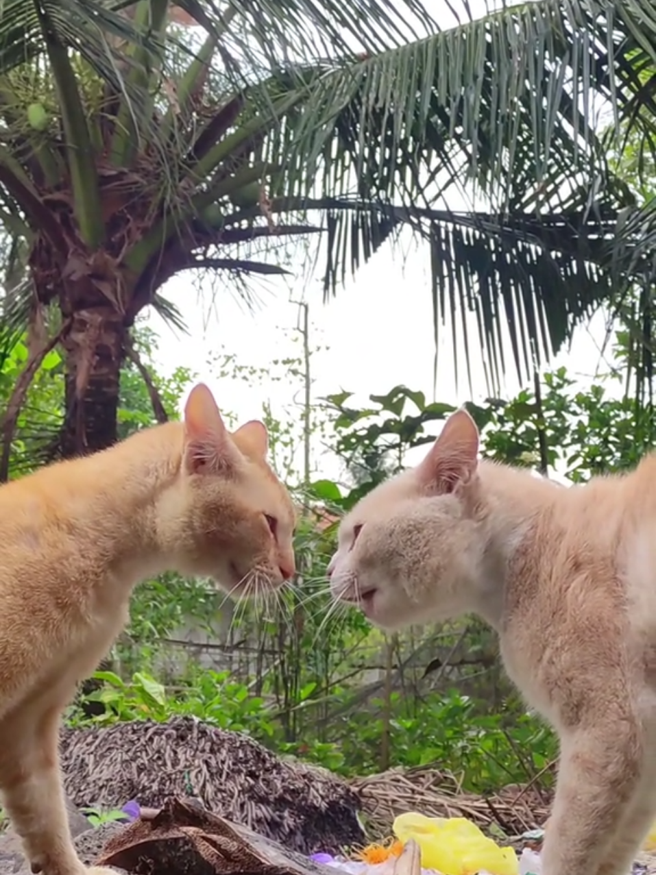 Angry cats fighting sounds #cat #angrycat #funnycat #fyp #viral 
