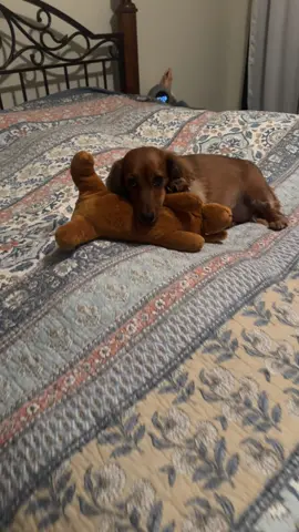 That new toy excitement is on point every time 💯❤️ @The Weens 