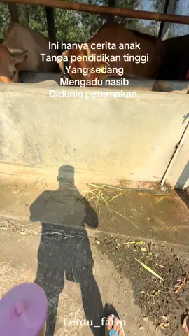 🤏 #sapi #sapiqurban #sapijumbo #peternakmuda #peternaksapiindonesia 