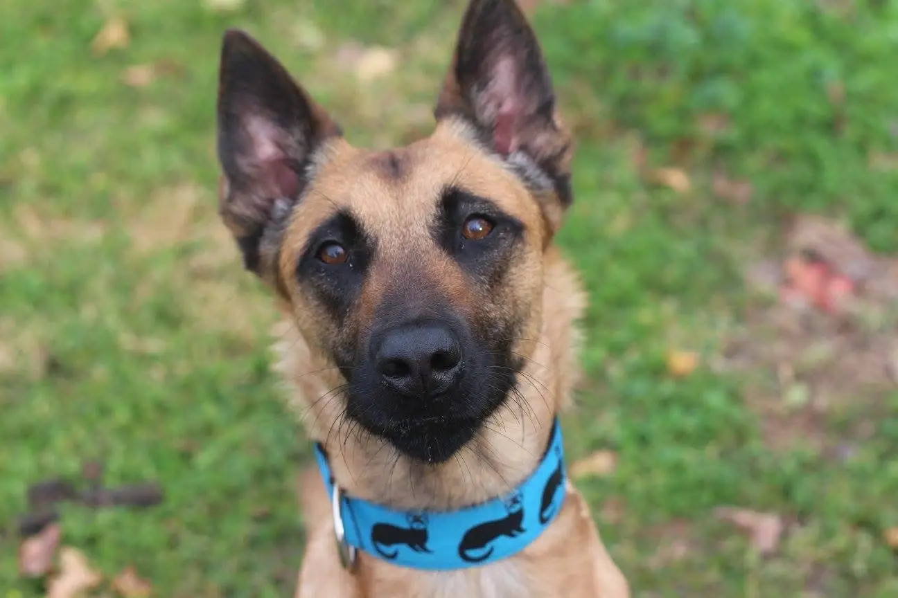 Gorgeous and goofy #KolossalK9 #workingdogdrygoods #belgianmalinois #workingdog #texas 