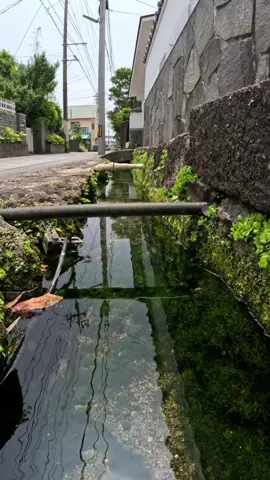 用水路にカメラ突っ込んだら綺麗すぎた！ #綺麗な景色 #自然 #水中の世界 #beautiful #japan 
