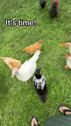 Pea time #goats #ducksoftiktok #farmlife #chicken #turkeys 