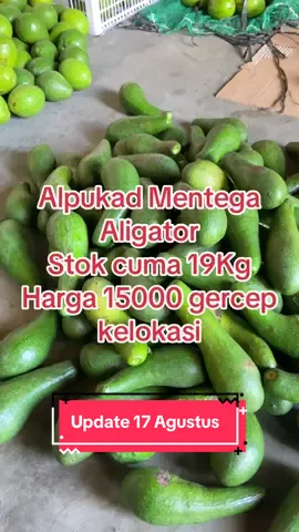 Ready kaka silahkan dm bio sy yah terimakasih #kotametrolampung #kotametro #fypシ #alpukad #punggurlampung 