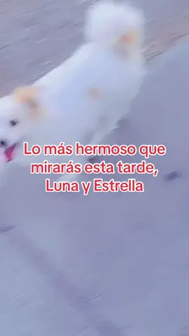 Aquí caminando con mis hermosas princesas de cuatro patitas
