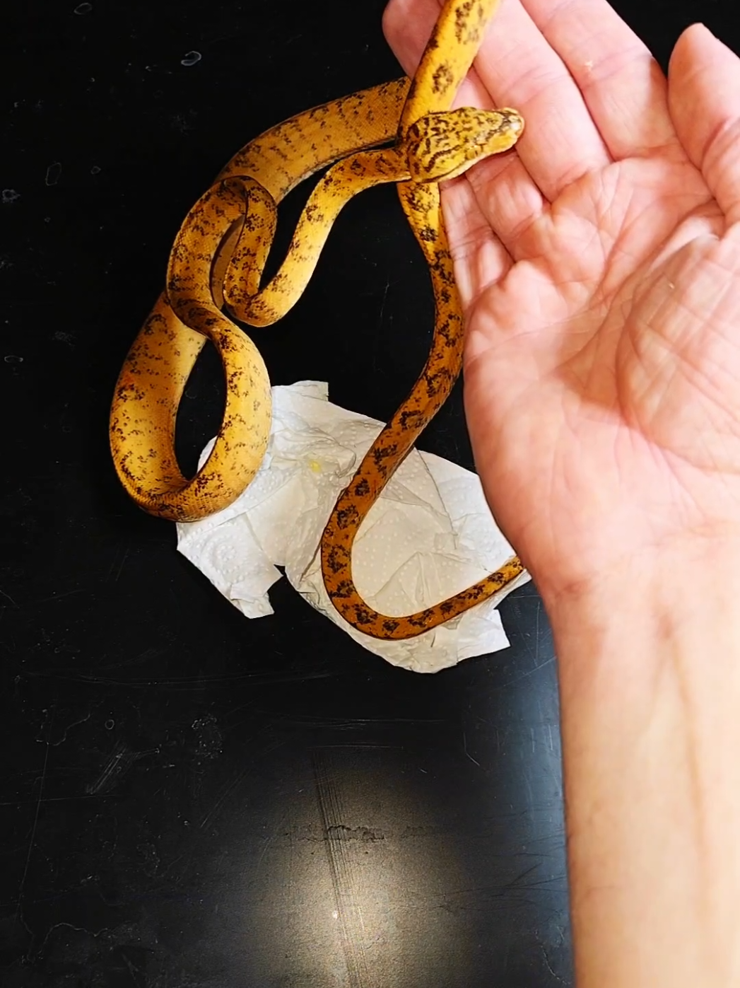 Unboxing my new Amazon tree boa #venomman20 #snake #boa #treeboa #LearnOnTikTok 