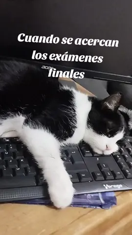 #gatos #karen #michis #michistiktok 
