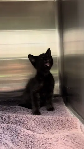 Turn up your volume ⬆️ and you can hear this kitten struggling to breathe. He was brought in a live trap for TNR, and he wasn’t keen on human interaction, but clearly, he needed some help.  I’m happy to say, after some medications, he’s feeling better, and he even wants some attention! Meet Froggy 🐸  #tnrsaveslives #sickkitten #kittentok #spayandneuter #vettechsoftiktok 