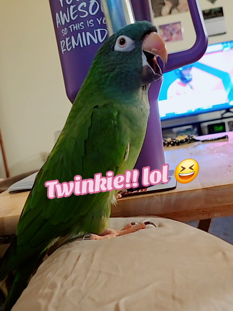 Twinkie! lol 😆 #talkingbirds #cutebirds #birdsoftiktok #parrotsoftiktok #bird 