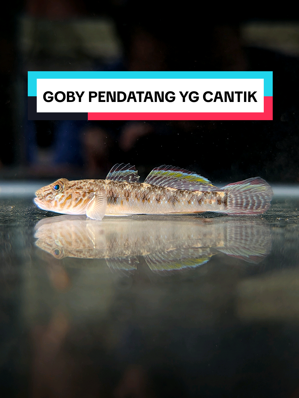 GOBY PENDATANG YG CANTIK Rhinogobius sp. adalah spesis Goby pendatang berasal daripada China yg terlepas di perairan tempatan. Di samping warnanya yg cantik, ia juga hanya mampu membesar sehingga 3 inci, ia amatlah sesuai dibela bersama ikan² kecil bertemakan aquascape. #aquarium #malaysia #fish #ikan #ikanhias 