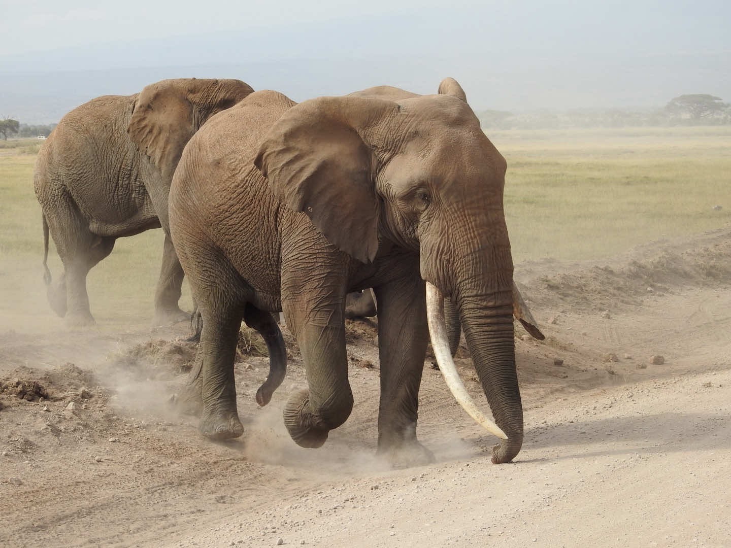 The big five 5️⃣ 🦁 #bucketlist #bigfive #safari #kenya #africa 
