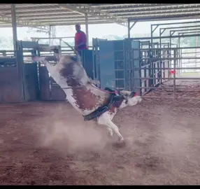 4088 Nacho Libre/Fireshow/Hustler. Little to much flank in him and he is a little Fat. But gonna be a bucker 