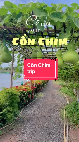 Cồn Chim - Trà Vinh Người quê chỉ có tấm lòng 🥰 Hết mình tới ngày cuối của Wellness Week nào 🥹🥹🥰🥰 #travinh #capcut 