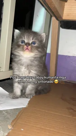 Tama na po 🥲 #persian #catoftiktok #cat #rehoming 