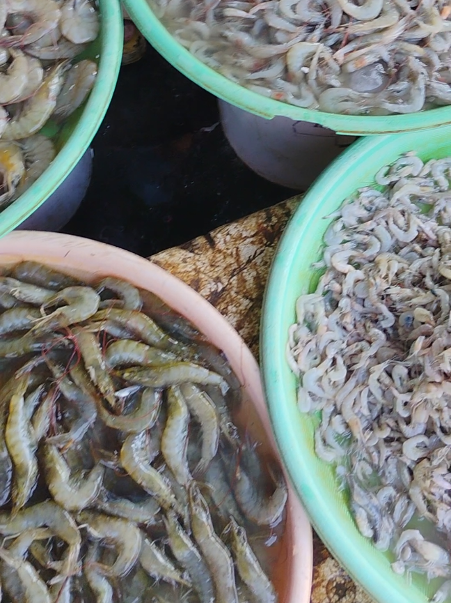 Harga udang terbaru di pasar Porda Juwana.  Masih bisa di nego untuk bakul pembelian diatas 10kg.  Harga bervariasi tergantung tingkat kesegaran dan stok udang. Tanggal 17 Agustus 2025 banyak pedagang yang tidak berjualan. #Pasar #Ikan #fishing
