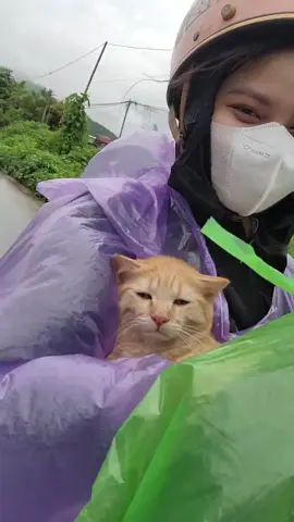 #chómèohàihước #viral #xuhuong #mèocutequatroi #cat #meo 