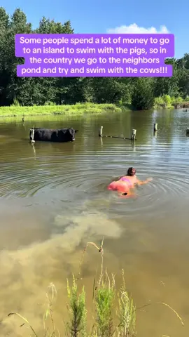 #swimming #cows #pond #fyp #country 