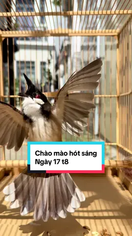Chào mào hót sáng#chaomao #chaomaobaydau 