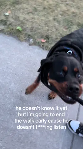 to be fair he was only acting up because we didn’t see him in a couple of days  #rottweiler #rottiesoftiktok #rottie #dogsoftiktok #doglover 