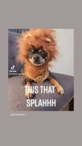 #dogmomlife #fypシ #foryoupage #chihuahuastiktok #PetsOfTikTok 