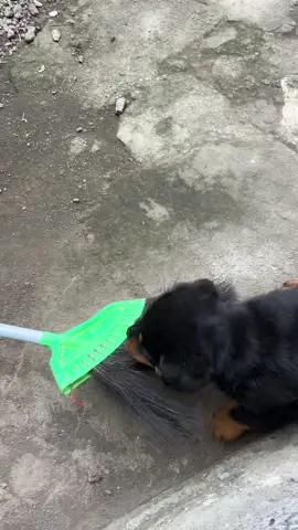 KORBAN KEBRUTALAN ANAK DIBAWAH UMUR!! 🥰🥰 #rottweiler #dogsoftiktok #anabul #fypシ 