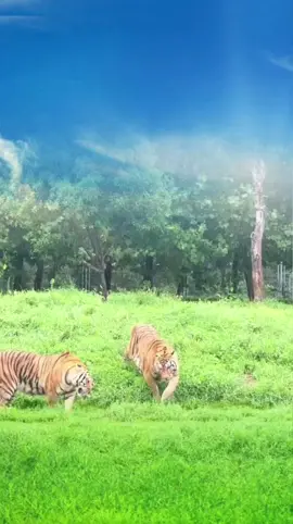 discovery of animals🦁🐯🐻🦊 #foryoupage❤️❤️ #animalworld #animalestiktok #uktiktok #foryoupage #foryou 