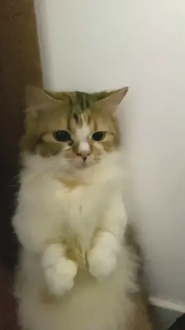 Pak dedi nih gamau upacara,jadi aku hukum aja #catlover #kucing #kucingtiktok #kucinglucu #kucingviral 