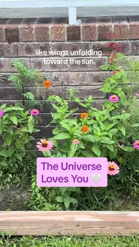 Take a deep breath and say it with me: “The Universe loves me exactly as I am.  I belong here. I am enough. I open to receive the love that surrounds me, like flowers reaching for the sun, like wings unfolding toward the light.”  🤍✨ Love,  Karla x #selflove #affirmations #paintopoetry #spiritualgrowth #youareloved 