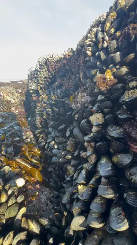 In Negros Occidental, the town of San Enrique is known for having a lot of mussels, particularly along the shorelines of Barangays Tabao and Poblacion, 