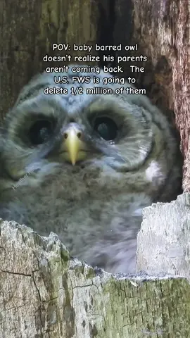 The U.S. FWS is going to DELETE 450,000 barred owls!  There are around 15,000 Spotted Owls, 3 million Barred Owls, and over 6 million Great Horned Owls on the U.S. West Coast alone. That’s right Great Horned Owls outnumber Barred and Spotted Owls combined. And here’s what they don’t want you to know: Great Horned Owls eat both Barred Owls and Spotted Owls. They are one of the biggest reasons young Barred Owls don’t survive.  In fact, only 1 in 3 Barred Owl chicks makes it to adulthood because of starvation, disease, and yes, predation by Great Horned Owls. So if Barred Owls are being blamed for Spotted Owl decline… why is no one talking about the predators eating them both? Also Barred and Spotted Owls sometimes mate, creating fertile hybrid chicks referred to as “Sparred Owls”. The species aren’t enemies they’re relatives trying to survive in the same shrinking forests. They are making you believe barred owls are “invasive” when it’s deforestation & corporate greed that causes their decline!  HUMANS took away their homes and poisoned their food supply (rodenticide)  This isn’t just a science issue. It’s a truth issue. And I’m here to speak it. I want to save them will you help me? Google HOOT FOR JUSTICE or  I have two links in my bio which are ways you can help me save them #SaveBarredOwls  #HootForJustice  #GiveAHoot #SaveTheOwls  #BarredOwl 