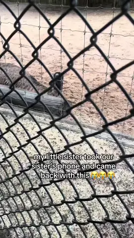 The emu 😂 @Barstool Outdoors (via:@vaesnotsosecretacc) 