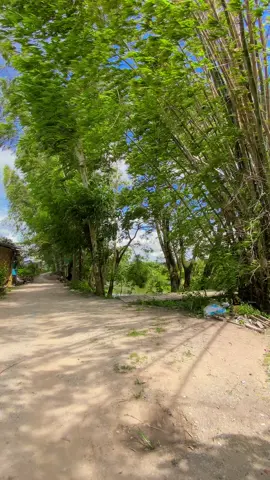 Ở que e gio như thế này suốt chỉ co mát chứ it khi nóng lắm 🥰🥰🥰#xuhuong #viralvideo #canhchillvungque🌾 #canhdepmientay #canhchill 
