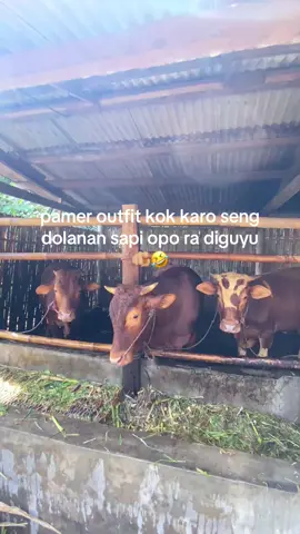 ora kuat tuku gombal🤣 #fyp #peternakmuda #bosmuda #sapijumbo #sobatngaret 