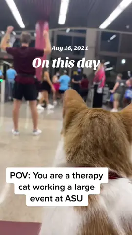 #onthisday #cat #therapycat #asu #sundevils