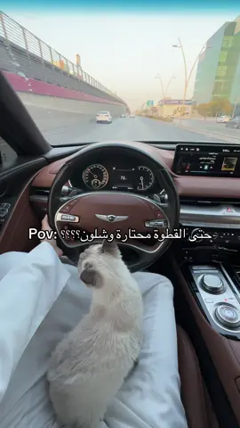 قاعد أعلمها السواقه  #fyp #cats #catsoftiktok #Riyadh #viral 