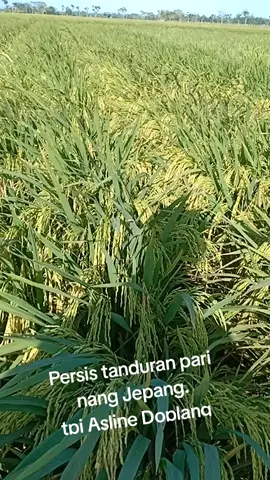 alhamdulilah bentar lagi panen#syukuri apa yang sudah ada#
