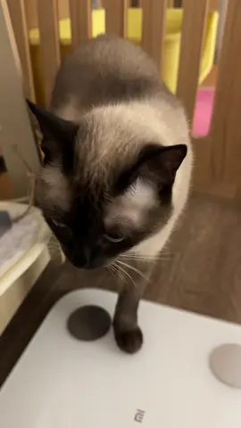 #catoftiktok #siamesecat #cute #JEMUA 