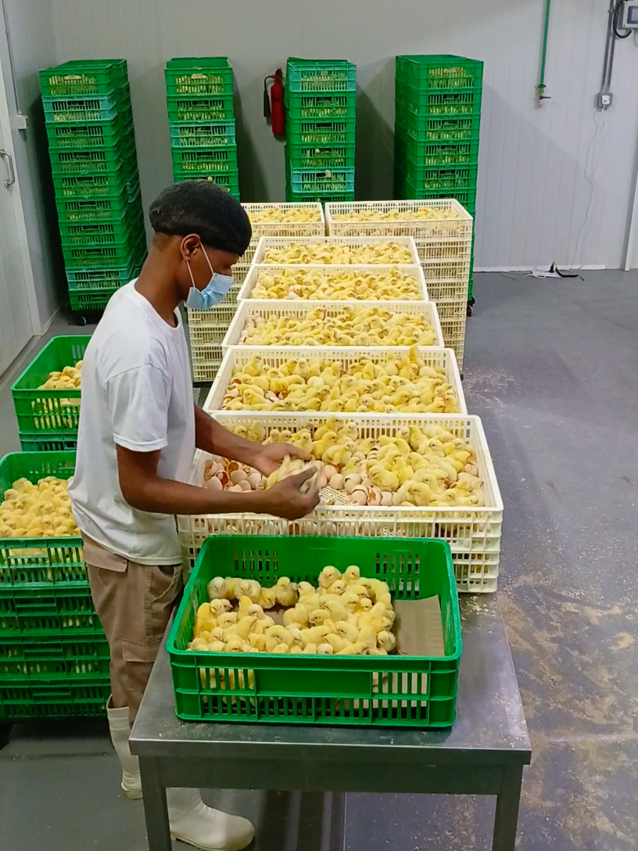 Broiler chicks processing/ grading.  #hatchery #fyp #foryou 
