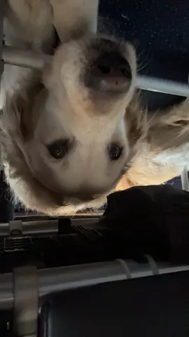 didn’t feel so good before the flight and saw these two big dogs in the line to board and said if they sit next to me I’ll feel so much better and then I look down and there the nice dog is😁 #fyp #dog 