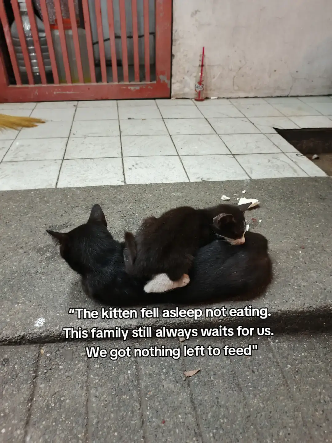 We are still struggling with their food. We got nothing left. We hope that you can share with a little just to save them for tonight 🥺#SaveOneProject #SpayNeuterSavesLives #SecretLifeOfStrays 