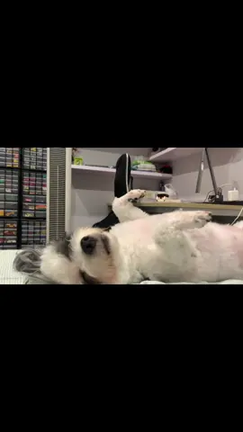 #bin nổi dậy #chó#dog#fyp#labubu 