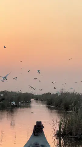 #موالات_حزينة_عراقية💔 #اهوار_الجنوب #تصوير_علي_اللامي 