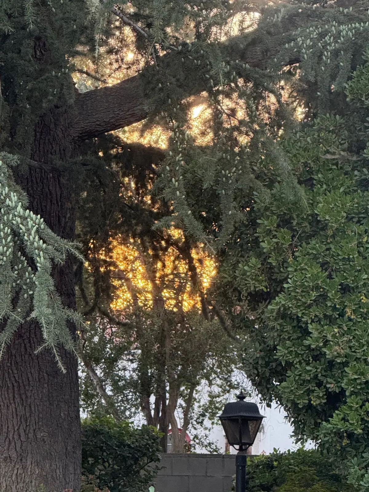 “The light of God is unstoppable. Just like the sun shining through the trees, His presence cuts through every shadow and fills us with peace, strength, and hope. Psalm 103 reminds us to ‘Bless the Lord, O my soul, and forget not all His benefits’—He forgives, He heals, He redeems, and He crowns us with lovingkindness. No matter how dark life feels, God’s light always breaks through. Keep shining, because His love is brighter than anything you face.” 🌳☀️✨ #Psalm103 #GodsLight #BlessTheLord #FaithInAction #DailyInspiration    