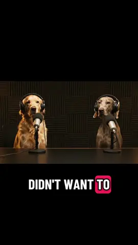 #dog #podcast #pets #funny #robbers 