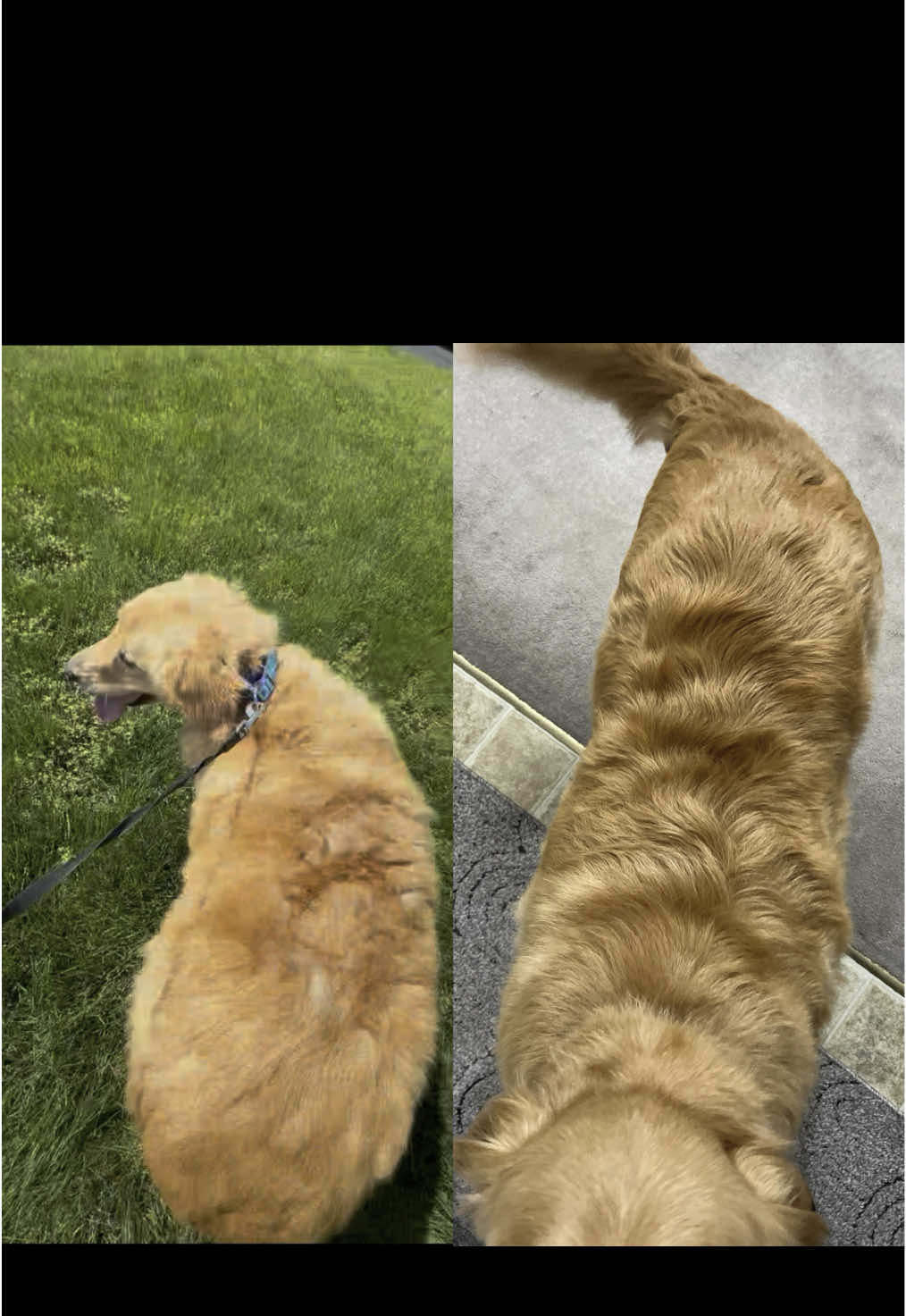 Proud mom moment 🥹 #goldenretriever #dogsoftiktok #puppymillrescue #fosterdog #weightlossjouney 