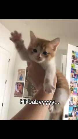babyyyyyyyyy 🥺👀#cat #catsoftiktok #besties #bestfriend #thank ... . . . . . . . . . . . . .  TikTok don't allow more hashtags so i did this 🥺😂