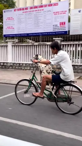Một sáng Nha Trang #dog #dogs #doglovers #dogonbike #pet #street #traffic #nhatrang #khanhhoa #vietnam 