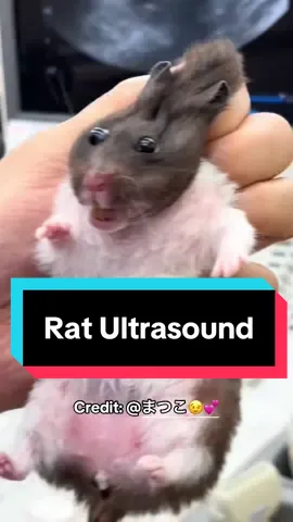 #duet with @まつこ😉💕 #ハムスター This absolutely killed me at 2 AM 😭😭😭 #rat #ultrasound 
