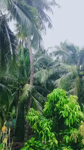 🌴🌴Bao ngày nắng thì cũng mưa 🌧️ #bentre71🌴🥥 #xuhuong #mientayquetoi #trending #khoinghiep 
