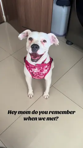 #rescuedog #americanbulldog #adoptdontshop #tiktoktrend #fyp 